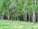 Коттеджный поселок Солнечный луг Фото 24