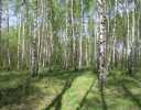 Коттеджный поселок Раздолье (Пушкинский район) Фото 8