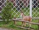 Коттеджный поселок Малаховка парк Фото 11